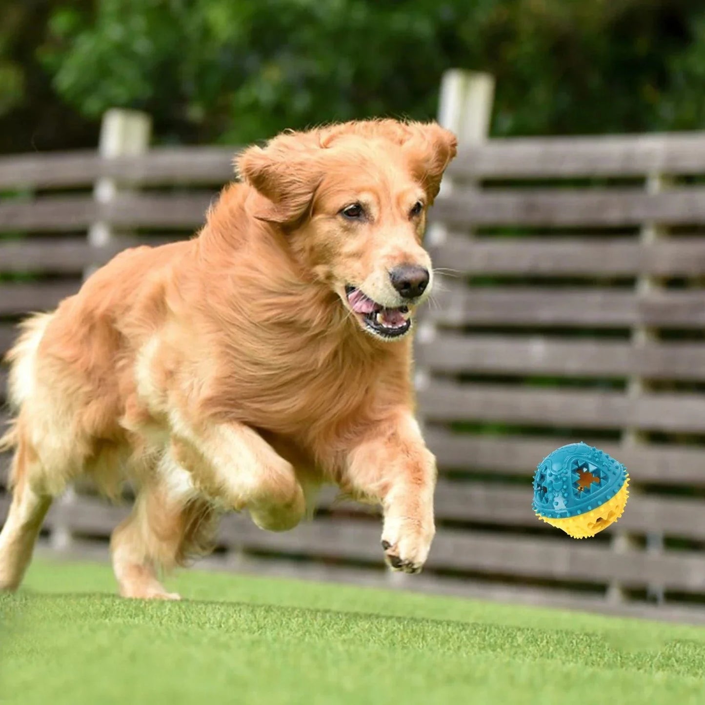 Golden retriever chase une balle distributeur de friandises rouge bleu jaune