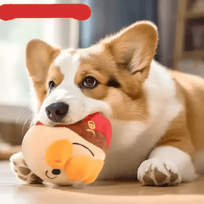 Corgi jouant avec une balle vibrante pour chien rechargeable et peluche douce