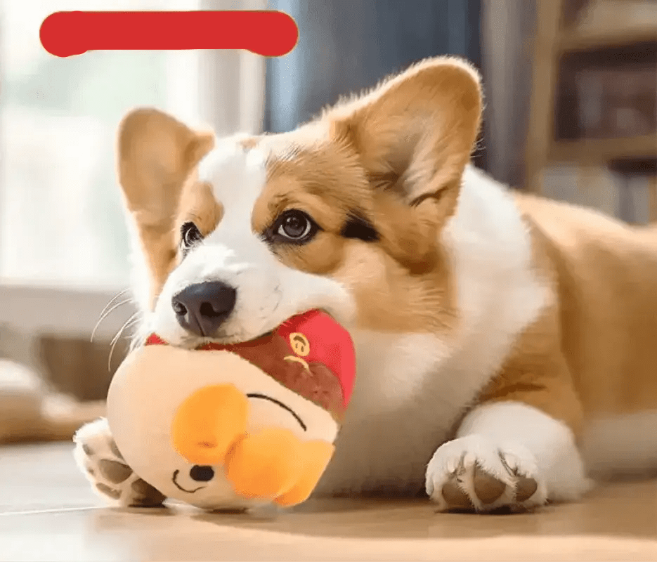 Corgi jouant avec une balle vibrante pour chien rechargeable et peluche douce