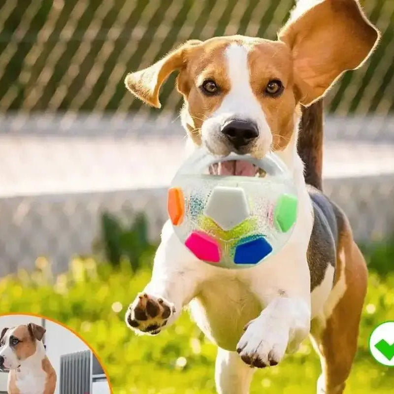 Beagle portant un ballon résistant pour chien avec poignée et sifflet intégré