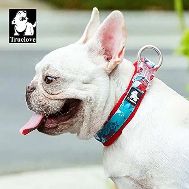 Image d’un bouledogue français blanc portant un collier léger et ajustable Truelove motif décoratif
