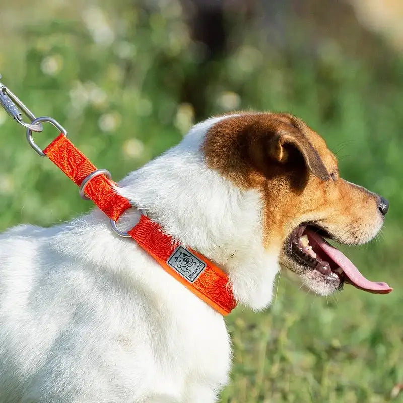 Collier pour chien en néoprène SBR avec boucle en alliage d’aluminium et coutures réfléchissantes