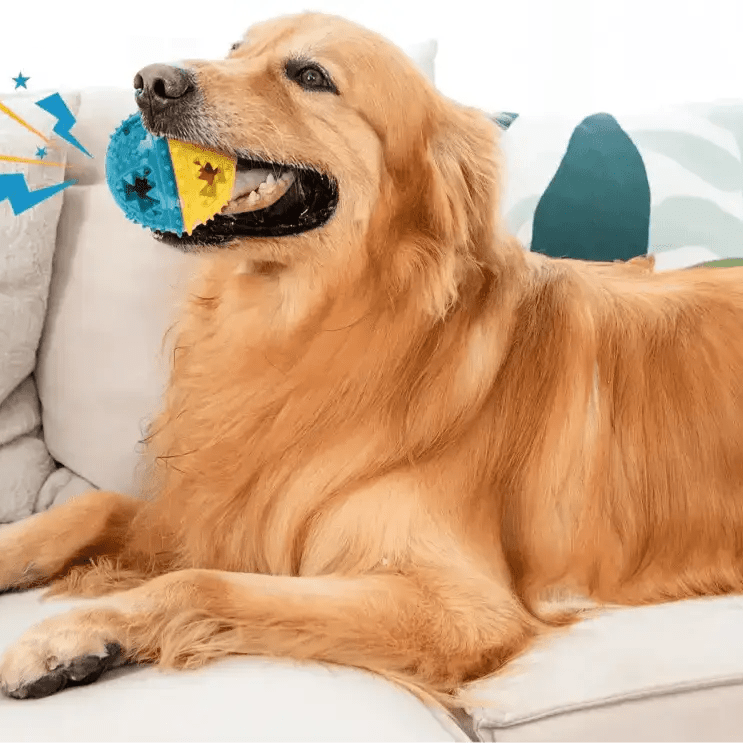 Golden retriever avec balle distributeur de friandises pour chien, jouet éducatif et résistant