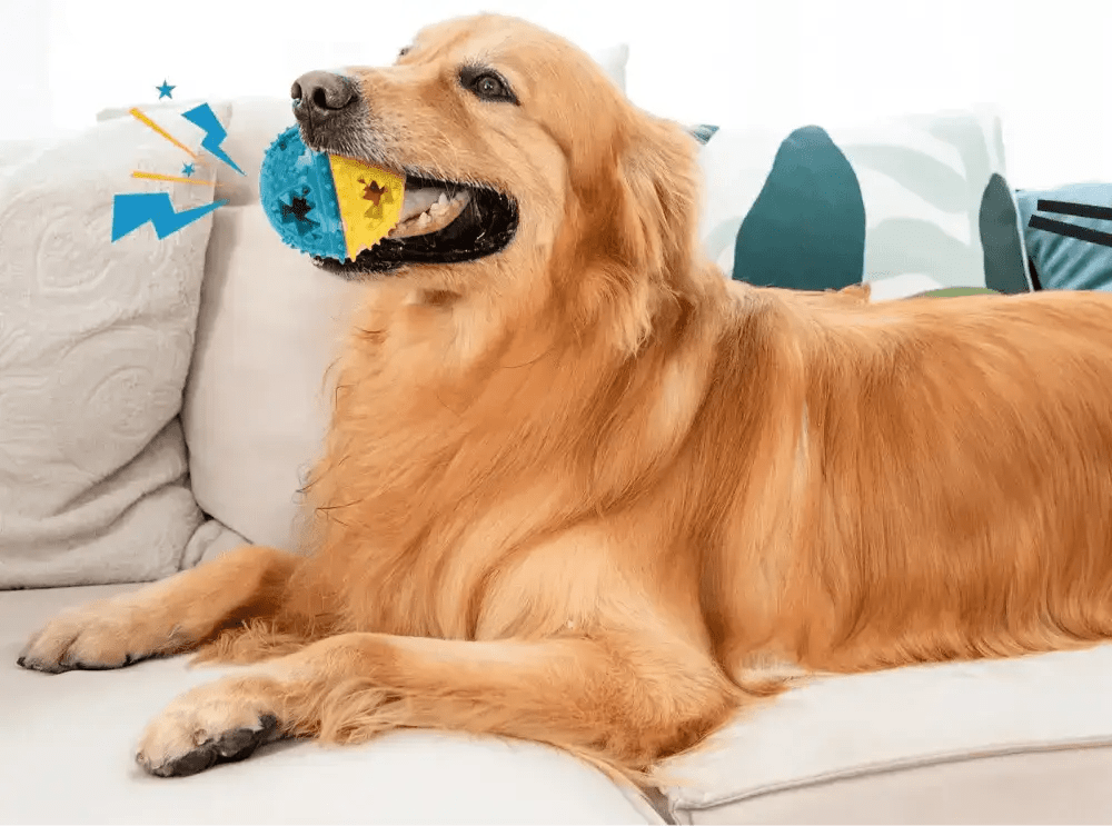 Golden retriever avec balle distributeur de friandises pour chien, jouet éducatif et résistant