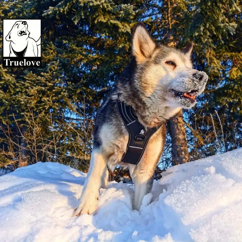 Harnais pour chien Truelove avec poignée dorsale intégrée et laisse 200 cm pour activités sportives