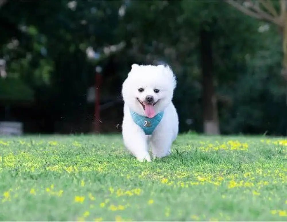 Harnais pour chien Truelove biosourcé 3-en-1 avec petit sac et laisse, chien blanc fluffy