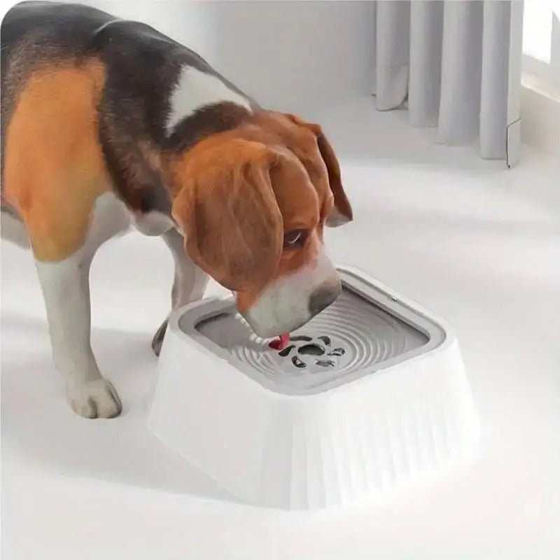Chien buvant dans une gamelle anti projection pour chien, grande capacité, hydratation propre