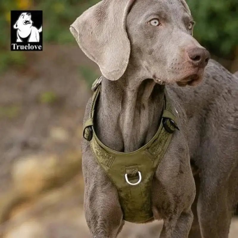 Weimaraner portant un harnais anti traction Truelove Colorado Plus imperméable