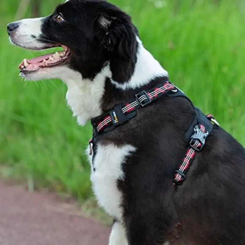 Harnais chien anti traction Truelove Colorado Plus imperméable pour chien noir et blanc