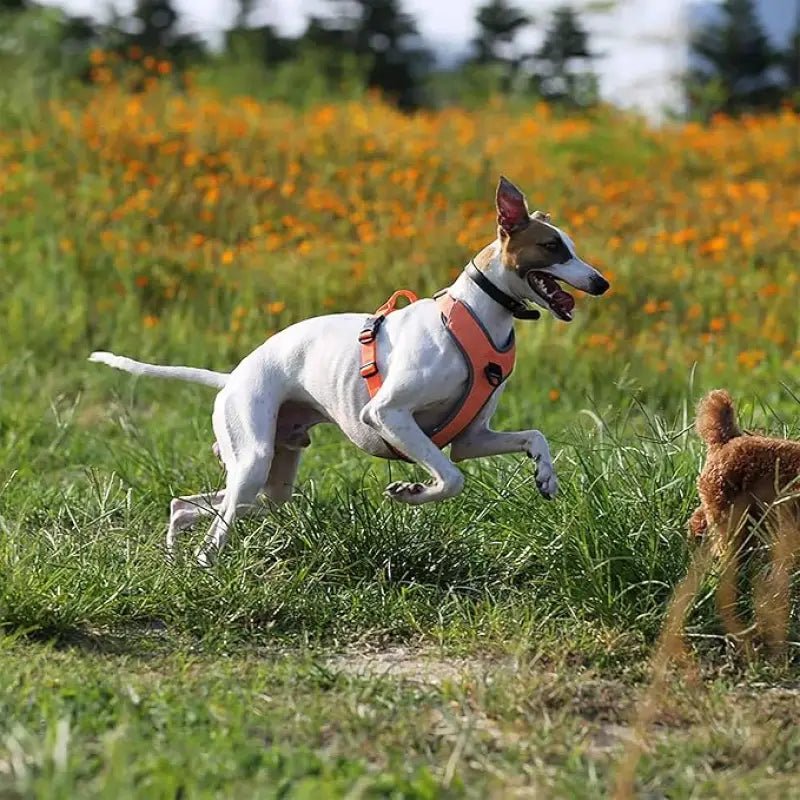 Harnais chien anti traction Truelove Mountain mountain tlh6071 avec chien blanc et tan