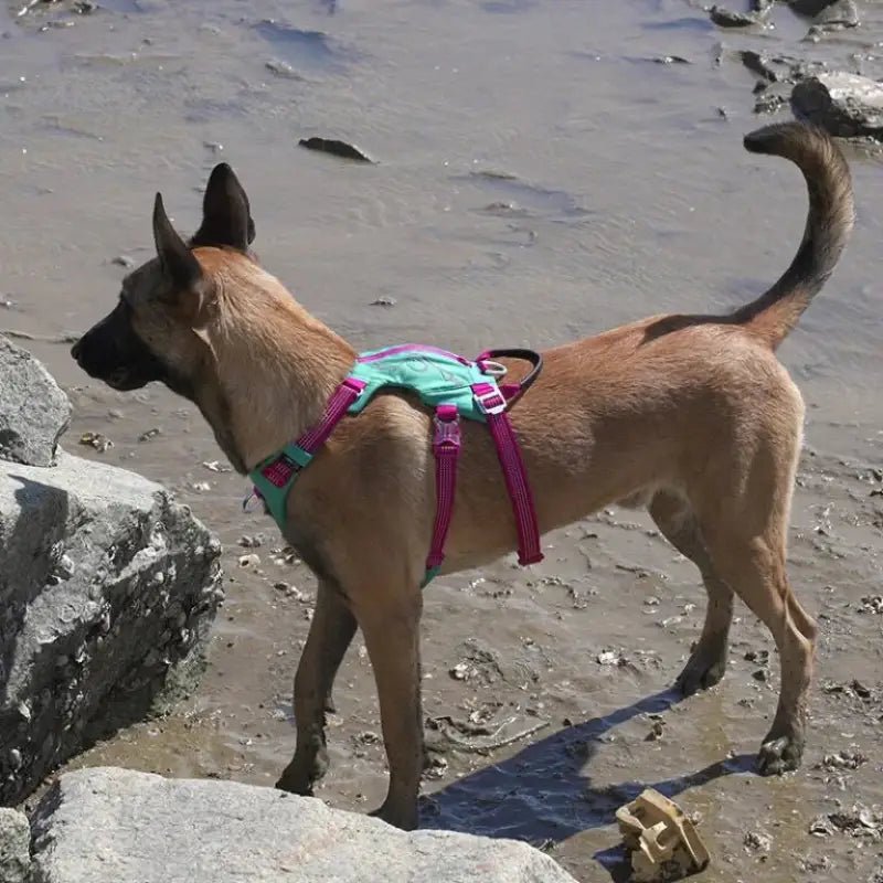 Harnais pour chien Truelove Double avec rembourrage doux, sangles réglables, chien tan