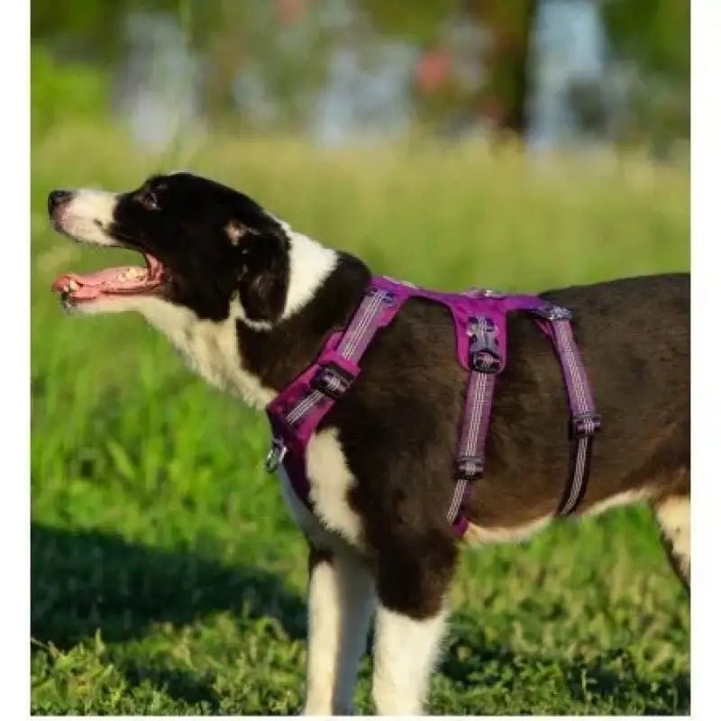 Harnais pour chien anti traction Winhyepet Redrock en tissu Cordura, noir et blanc