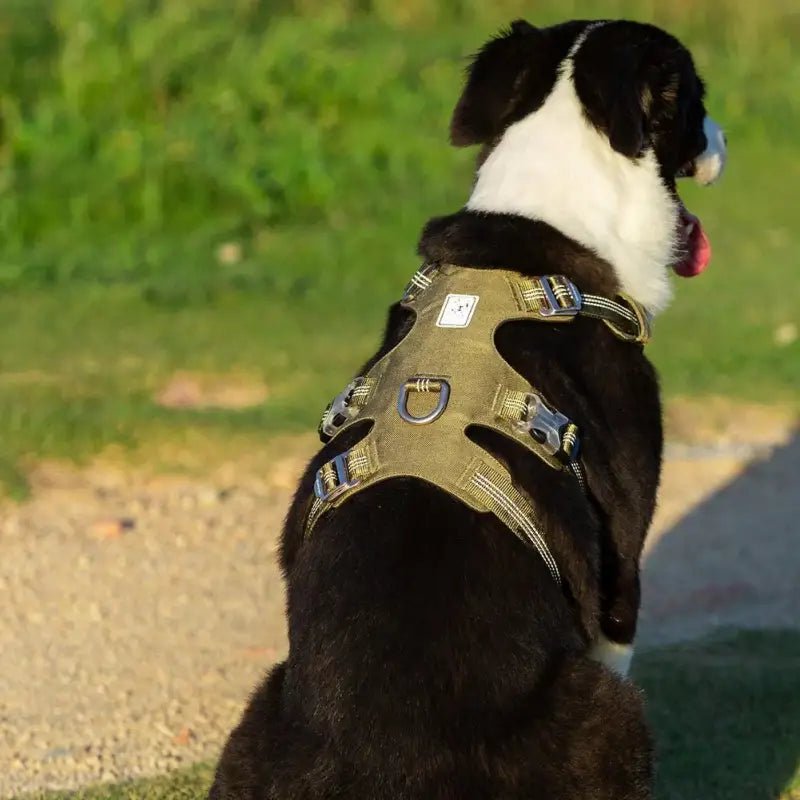 Harnais pour chien anti traction Winhyepet Redrock en tissu Cordura vert militaire avec D-ring