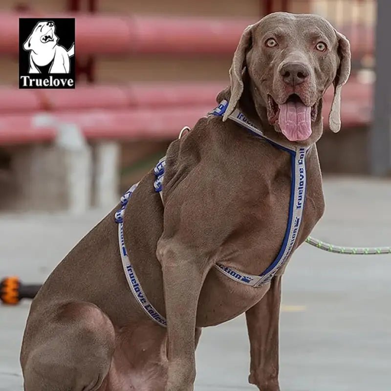 Harnais pour chien Truelove TLH6571 en néoprène SBR avec doublure néoprène, gris Weimaraner en harnais réfléchissant