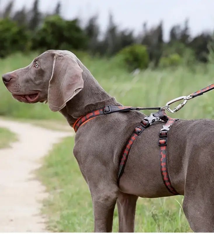 Harnais pour chien Truelove Double H Trail Runner réfléchissant sur un chien Weimaraner gris