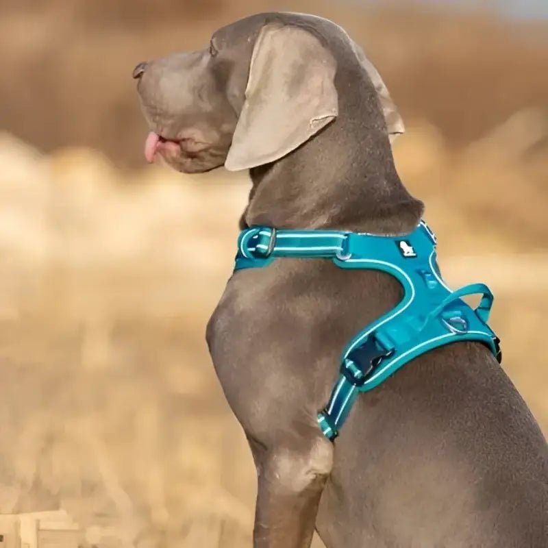 Harnais pour chien en Y Truelove Country Plus ergonomique et sécurisé avec double attache