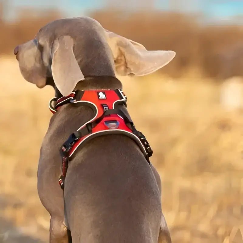 Harnais pour chien Truelove Country Plus en Y anti-traction sur un chien gris