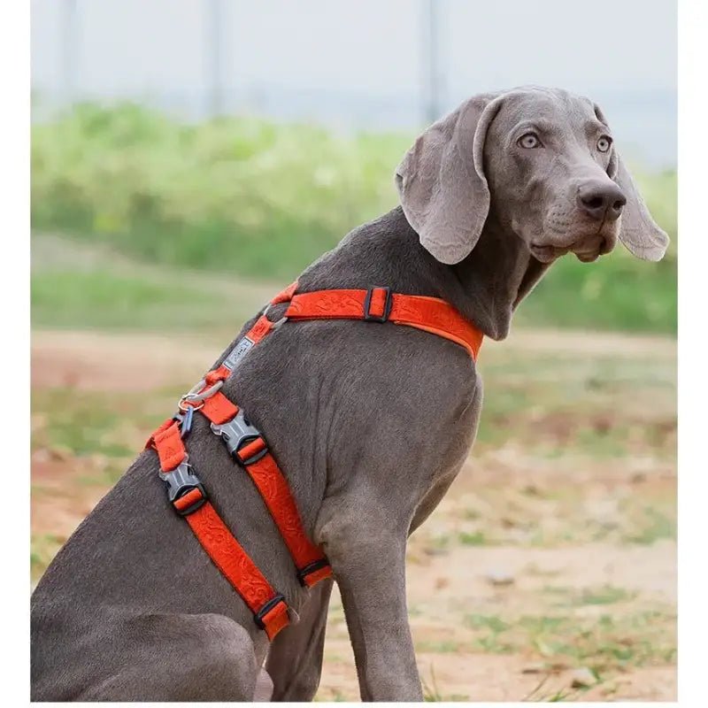 Harnais pour chien Truelove en H, confort réglable, sécurité maximale, gris et orange