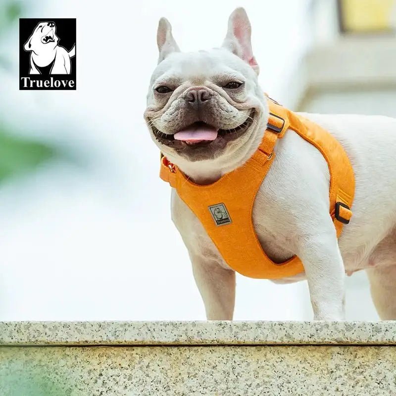 Harnais pour chien Truelove écologique et sécurisé avec un bouledogue blanc en orange