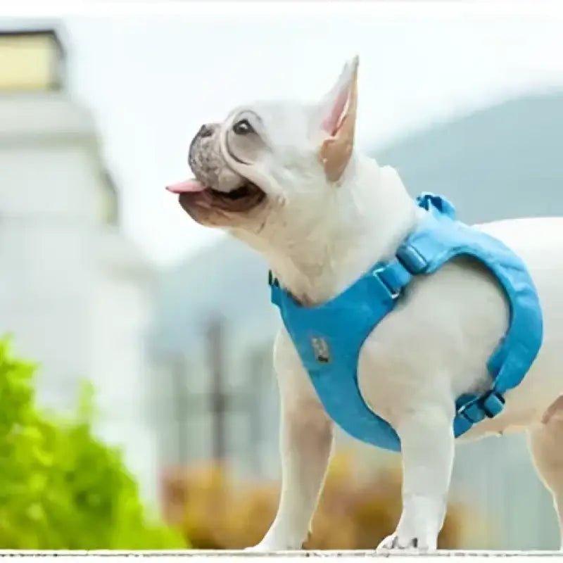 Harnais pour chien Truelove anti-traction doux et sécurisé pour chien blanc