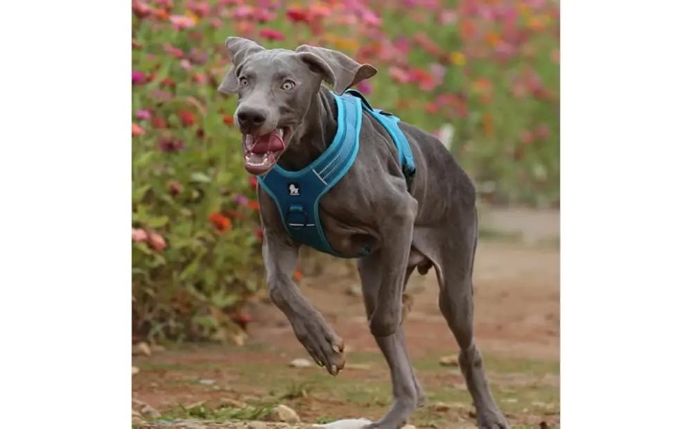 Harnais pour chien Truelove anti traction avec poignée intégrée et bandes réfléchissantes