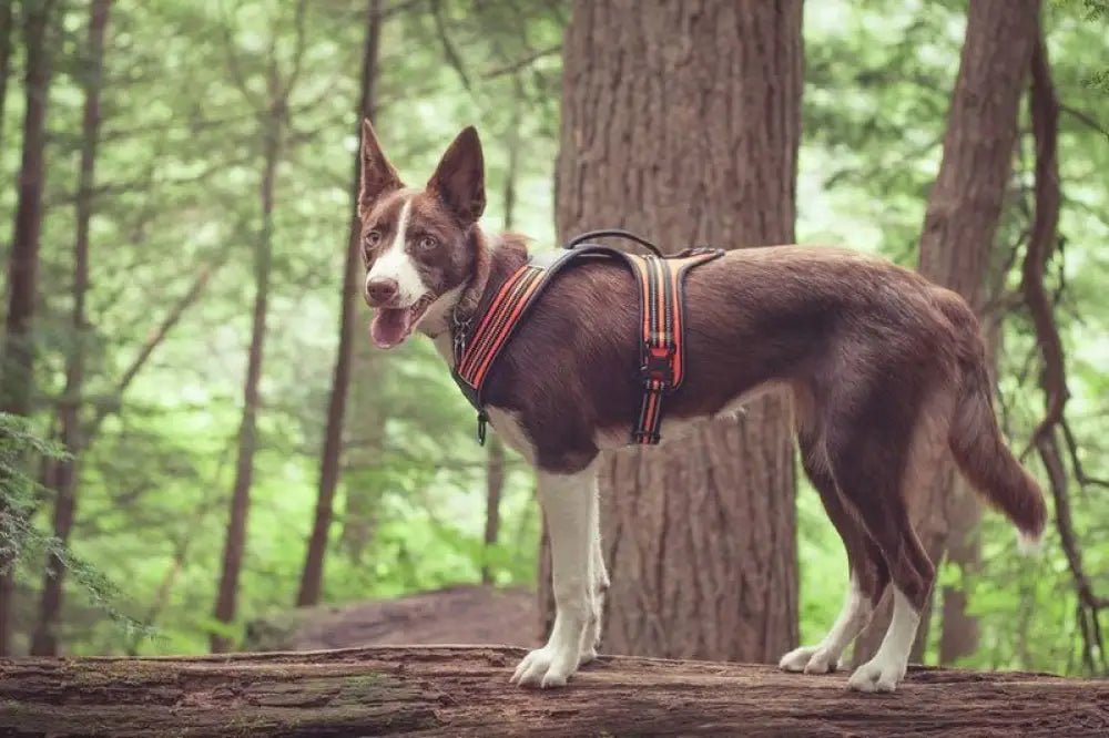 Collier pour chien Truelove anti traction avec poignée intégrée et bandes réfléchissantes