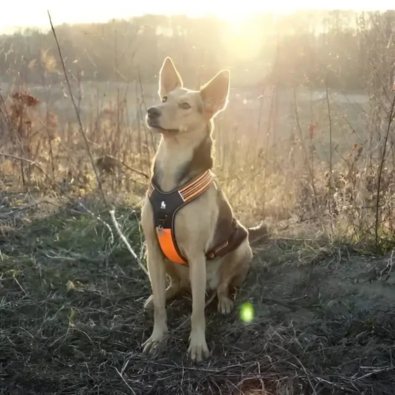 Harnais pour chien Truelove anti traction avec poignée intégrée et bandes réfléchissantes