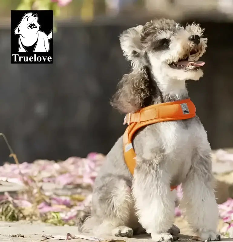 Harnais pour chien Truelove avec attache rapide, confortable et sécurisée, léger pour promenade urbaine