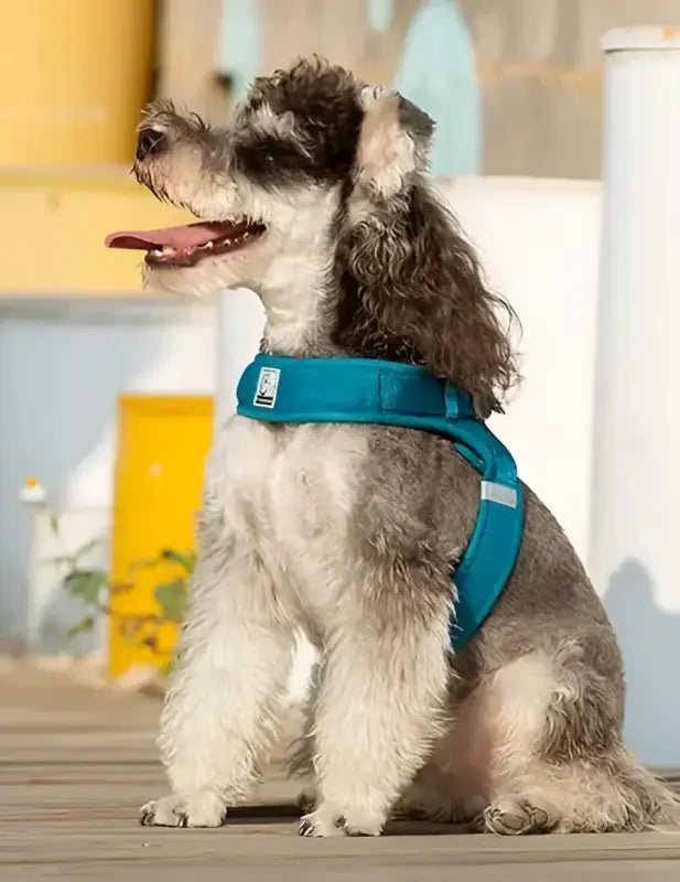 Harnais Truelove ergonomique pour chien confortable avec attache dorsale sécurisée et design léger