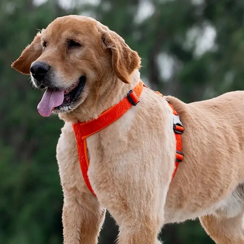 Harnais pour chien Truelove en H réglable et confortable pour chien actif avec attache dorsale