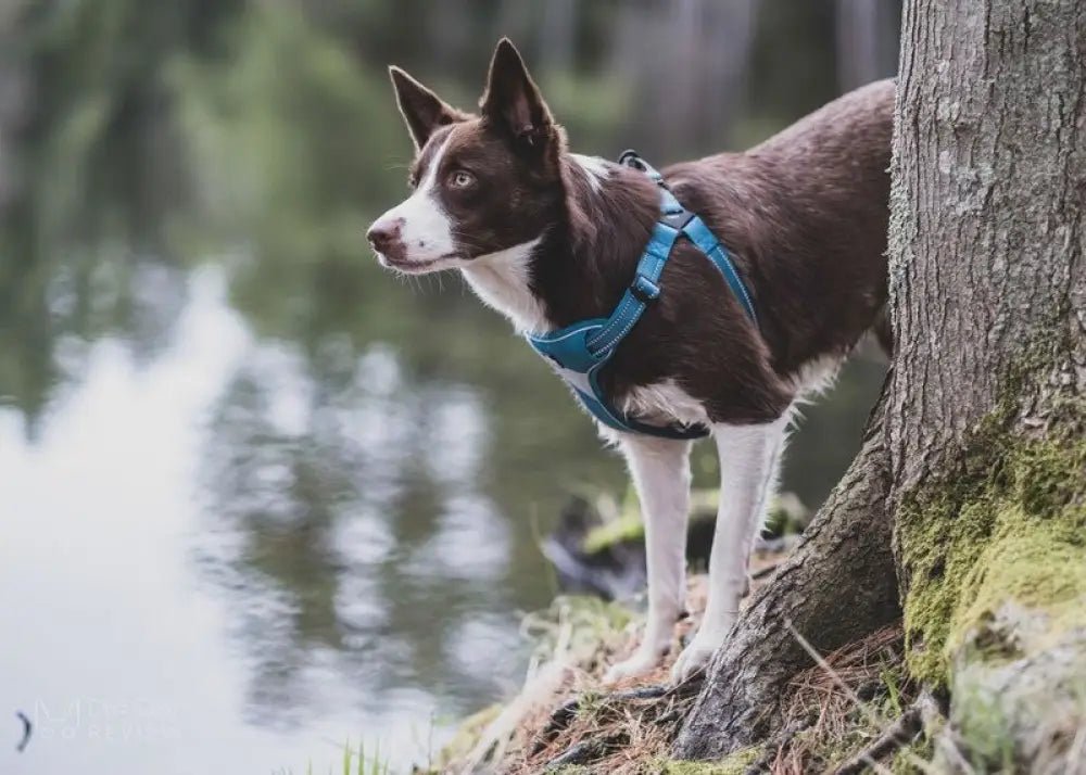 Harnais pour chien Truelove rembourré avec bandes réfléchissantes et design step-in