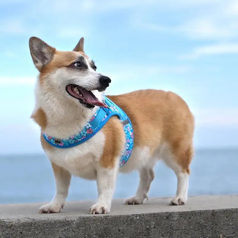 Corgi portant un harnais Truelove Air-Mesh respirant et rafraîchissant pour chien