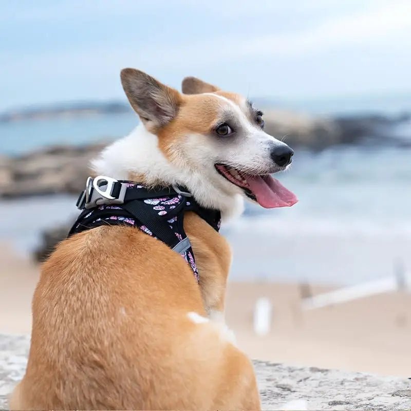 Corgi portant un harnais respirant Truelove Air-Mesh avec motif plumes violet et blanc