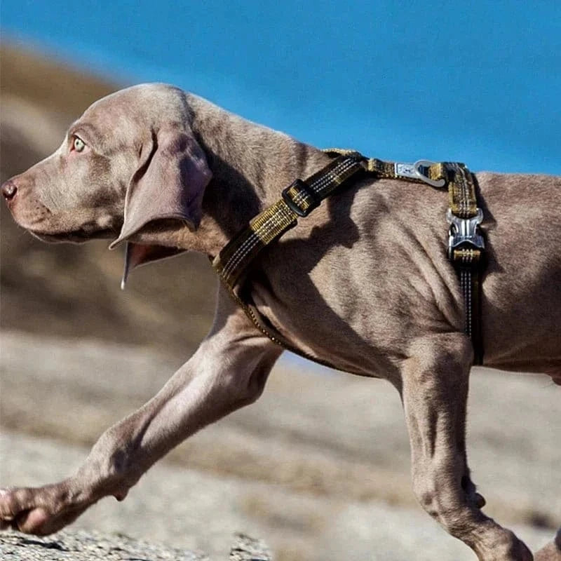 Harnais en H nylon Truelove avec dégagement rapide pour chien gris YH1802