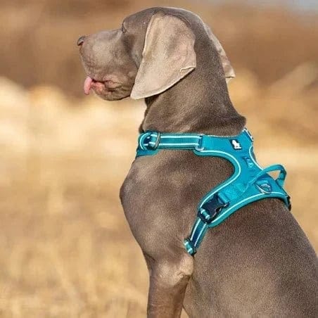 Harnais en Y Truelove Country pour chien, harnais Truelove country anti-traction