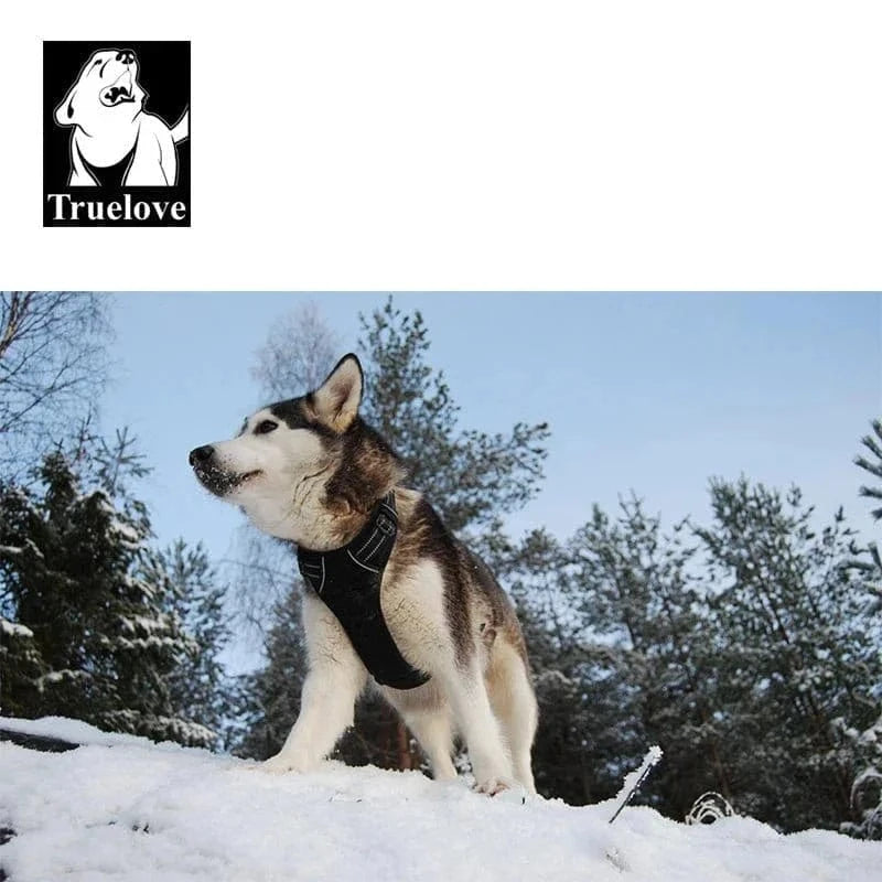 Husky portant un harnais en Y Truelove Country pour petits chiens ajustement parfait