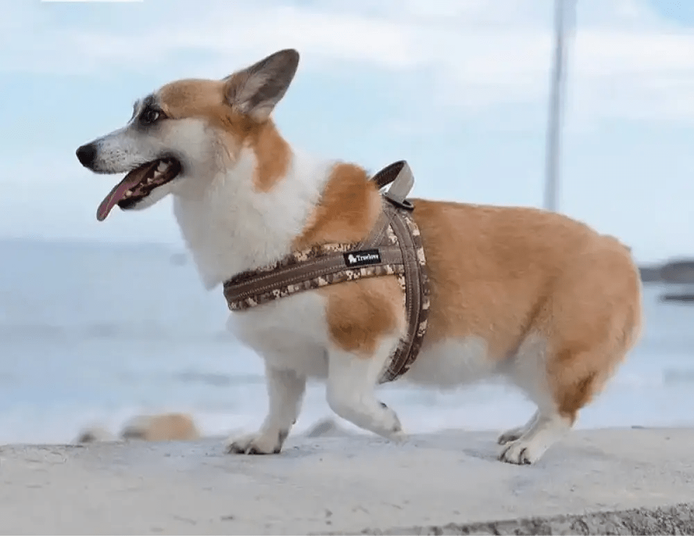 Harnais en T Truelove floral pour chien, facile à enfiler, ajustable et léger