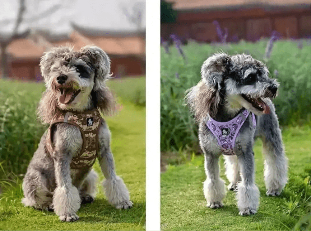 Deux schnauzers gris portant le harnais Truelove rembourré pour chien de petite taille