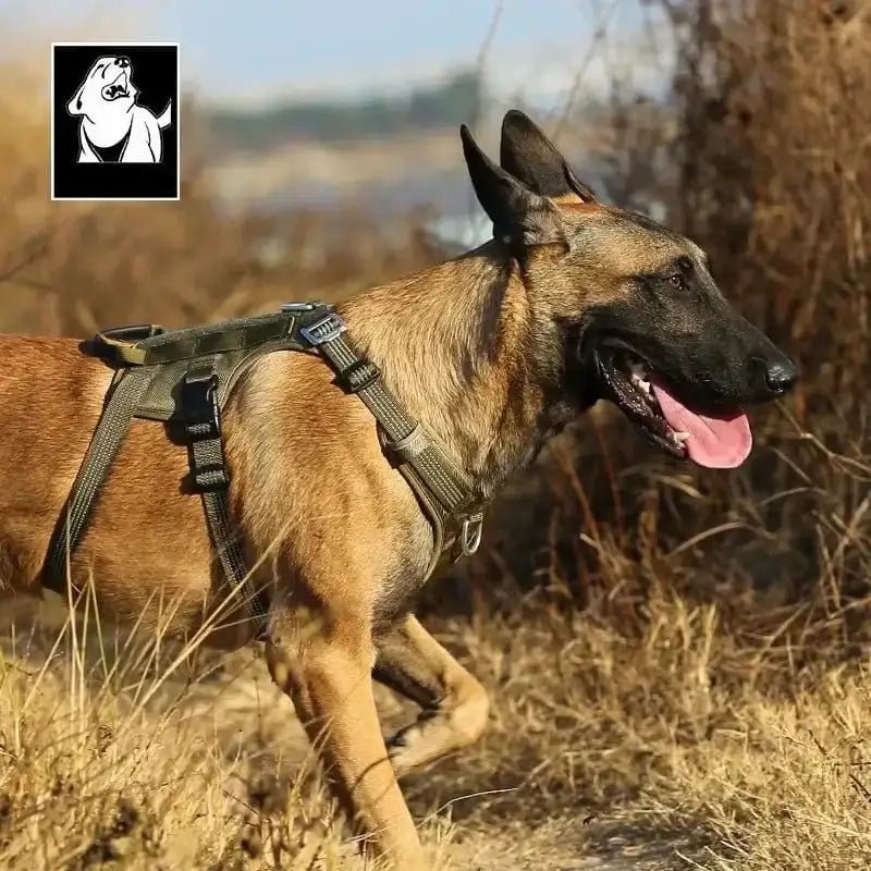 Harnais Truelove robuste avec poignée dorsale renforcée porté par un chien brun