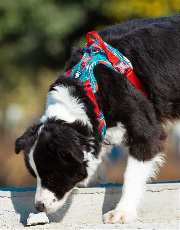 Harnais Truelove Country Plus en Y pour chien, noir et blanc, avec harnais coloré