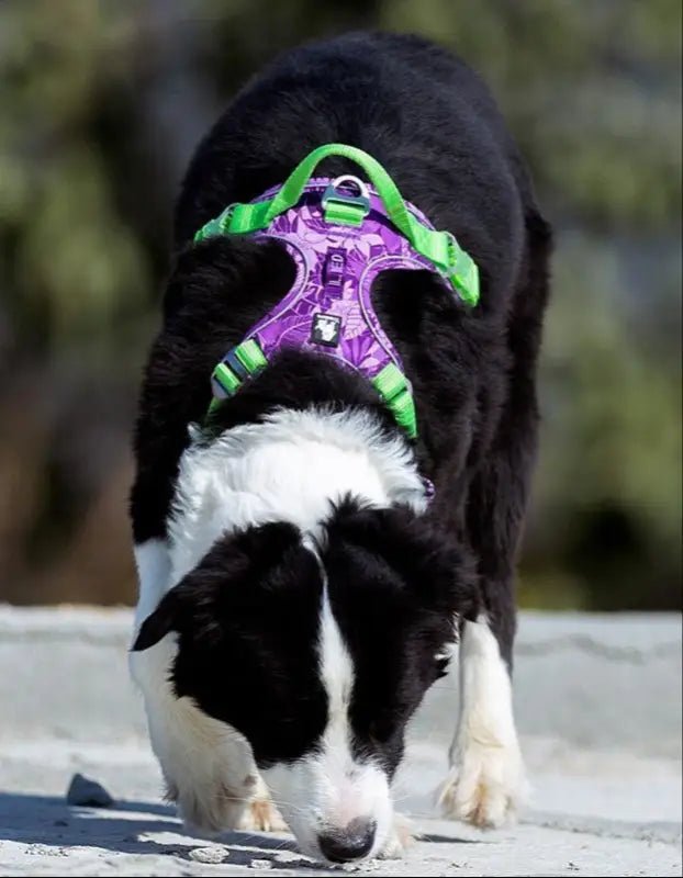 Harnais Truelove Country Plus en Y pour chien, style camouflage, avec poignée