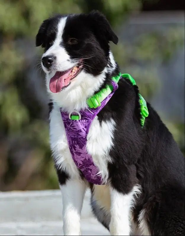 Harnais Truelove Country Plus en Y pour chien, style camouflage, avec poignée