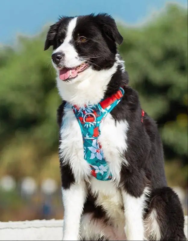 Harnais en Y Truelove Country Plus chien anti-traction floral noir et blanc