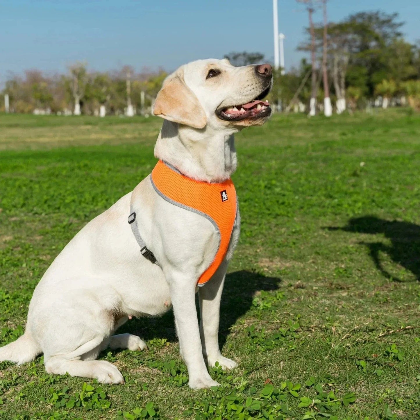 Yellow Labrador avec harnais Truelove en nylon mesh respirant et orange