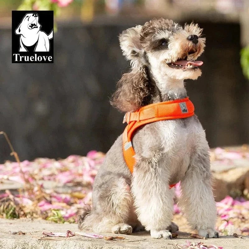 Gray dog wearing an orange harnais Truelove Réfléchissant avec bandes réfléchissantes