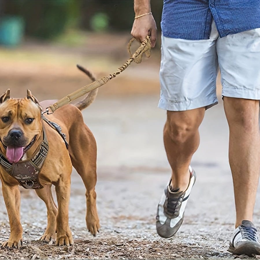 Laisse bungee pour chien avec attache ceinture sécurité et absorption des chocs