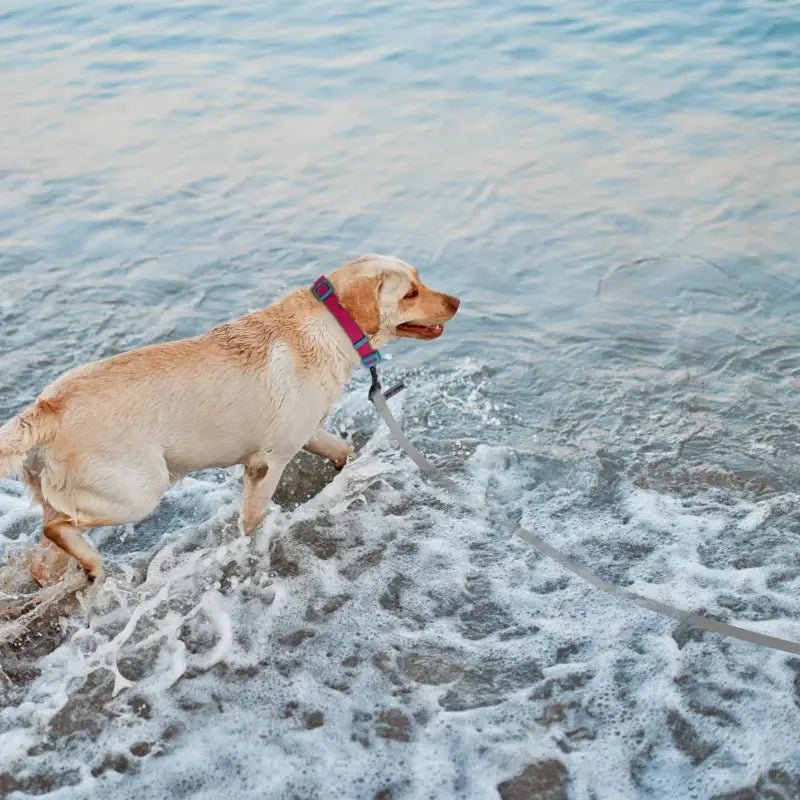Laisse pour chien grise Wolfone motif hexagonal bicolore, Labrador dans l’eau