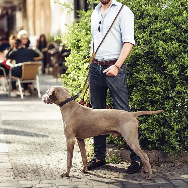 Laisse pour chien mains libres Wolfone 1,8 m réglable avec un Weimaraner en extérieur