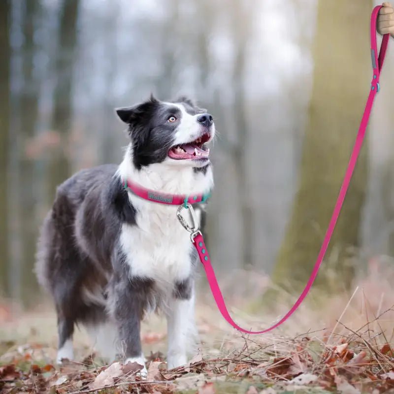 Laisse pour chien Wolfone en PVC avec mousqueton automatique pour moyens chiens