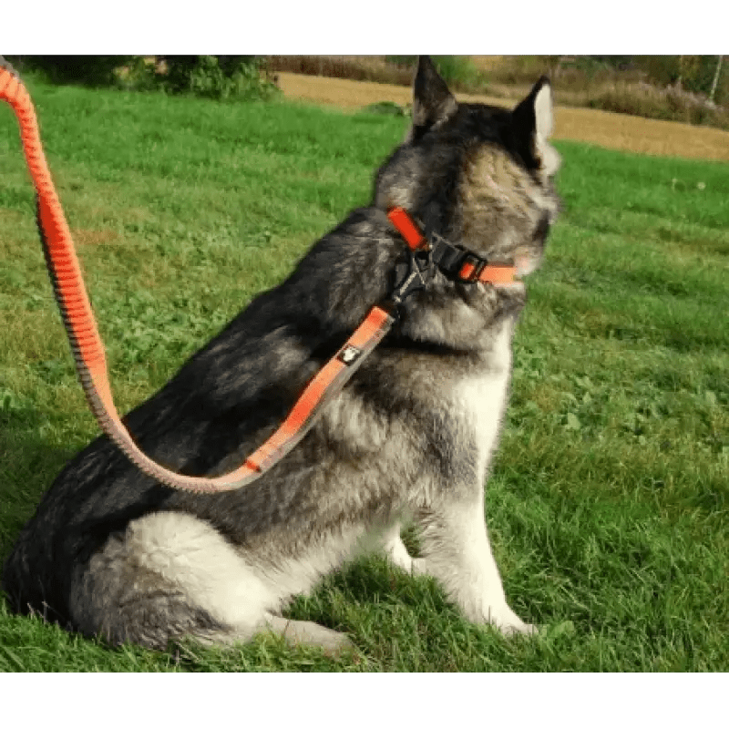 Laisse pour chien TrueLove avec amorti antichoc et ceinture mains libres, chien gris et blanc